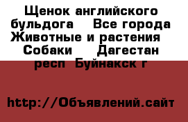 Щенок английского бульдога  - Все города Животные и растения » Собаки   . Дагестан респ.,Буйнакск г.